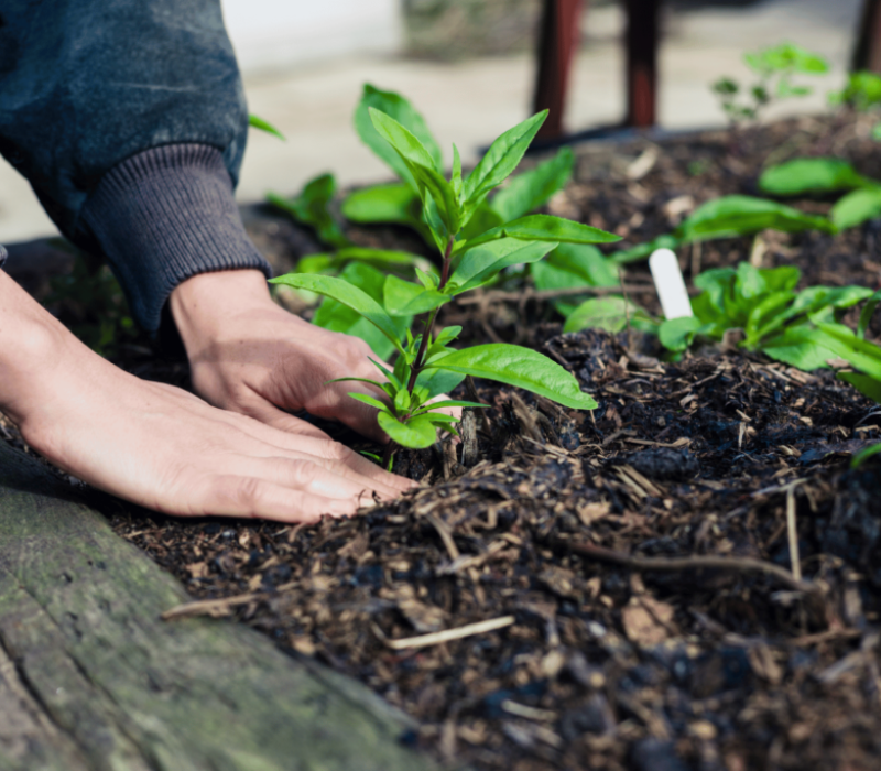 Santiago’s Landscaping Services Inc, Walkways California, Walkways CA, Walkways Paso Robles California, Walkways Paso Robles CA, Retaining Walls Paso Robles California, Retaining Walls Paso Robles CA, Patios Paso Robles California, Patios Paso Robles CA, Irrigation Paso Robles California, Irrigation Paso Robles CA, Sod Installation Paso Robles California, Sod Installation Paso Robles CA, Pavers Paso Robles California, Pavers Paso Robles CA, Stone Walls Paso Robles California, Stone Walls Paso Robles CA, Mulch Installation Paso Robles California, Mulch Installation Paso Robles CA, Planting Paso Robles California, Planting Paso Robles CA, Landscape Maintenance Paso Robles California, Landscape Maintenance Paso Robles CA, Clean Up Paso Robles California, Clean Up Paso Robles CA, Weed Control Paso Robles California, Weed Control Paso Robles CA, Walkways Templeton California, Walkways Templeton CA, Retaining Walls Templeton California, Retaining Walls Templeton CA, Patios Templeton California, Patios Templeton CA, Irrigation Templeton California, Irrigation Templeton CA, Sod Installation Templeton California, Sod Installation Templeton CA, Pavers Templeton California, Pavers Templeton CA, Stone Walls Templeton California, Stone Walls Templeton CA, Mulch Installation Templeton California, Mulch Installation Templeton CA, Planting Templeton California, Planting Templeton CA, Landscape Maintenance Templeton California, Landscape Maintenance Templeton CA, Clean Up Templeton California, Clean Up Templeton CA, Weed Control Templeton California, Weed Control Templeton CA, Walkways San Miguel California, Walkways San Miguel CA, Retaining Walls San Miguel California, Retaining Walls San Miguel CA, Patios San Miguel California, Patios San Miguel CA, Irrigation San Miguel California, Irrigation San Miguel CA, Sod Installation San Miguel California, Sod Installation San Miguel CA, Pavers San Miguel California, Pavers San Miguel CA, Stone Walls San Miguel California, Stone Walls San Miguel CA, Mulch Installation San Miguel California, Mulch Installation San Miguel CA, Planting San Miguel California, Planting San Miguel CA, Landscape Maintenance San Miguel California, Landscape Maintenance San Miguel CA, Clean Up San Miguel California, Clean Up San Miguel CA, Weed Control San Miguel California, Weed Control San Miguel CA, Walkways Atascadero California, Walkways Atascadero CA, Retaining Walls Atascadero California, Retaining Walls Atascadero CA, Patios Atascadero California, Patios Atascadero CA, Irrigation Atascadero California, Irrigation Atascadero CA, Sod Installation Atascadero California, Sod Installation Atascadero CA, Pavers Atascadero California, Pavers Atascadero CA, Stone Walls Atascadero California, Stone Walls Atascadero CA, Mulch Installation Atascadero California, Mulch Installation Atascadero CA, Planting Atascadero California, Planting Atascadero CA, Landscape Maintenance Atascadero California, Landscape Maintenance Atascadero CA, Clean Up Atascadero California, Clean Up Atascadero CA, Weed Control Atascadero California, Weed Control Atascadero CA, Walkways San Luis Obispo California, Walkways San Luis Obispo CA, Retaining Walls San Luis Obispo California, Retaining Walls San Luis Obispo CA, Patios San Luis Obispo California, Patios San Luis Obispo CA, Irrigation San Luis Obispo California, Irrigation San Luis Obispo CA, Sod Installation San Luis Obispo California, Sod Installation San Luis Obispo CA, Pavers San Luis Obispo California, Pavers San Luis Obispo CA, Stone Walls San Luis Obispo California, Stone Walls San Luis Obispo CA, Mulch Installation San Luis Obispo California, Mulch Installation San Luis Obispo CA, Planting San Luis Obispo California, Planting San Luis Obispo CA, Landscape Maintenance San Luis Obispo California, Landscape Maintenance San Luis Obispo CA, Clean Up San Luis Obispo California, Clean Up San Luis Obispo CA, Weed Control San Luis Obispo California, Weed Control San Luis Obispo CA,