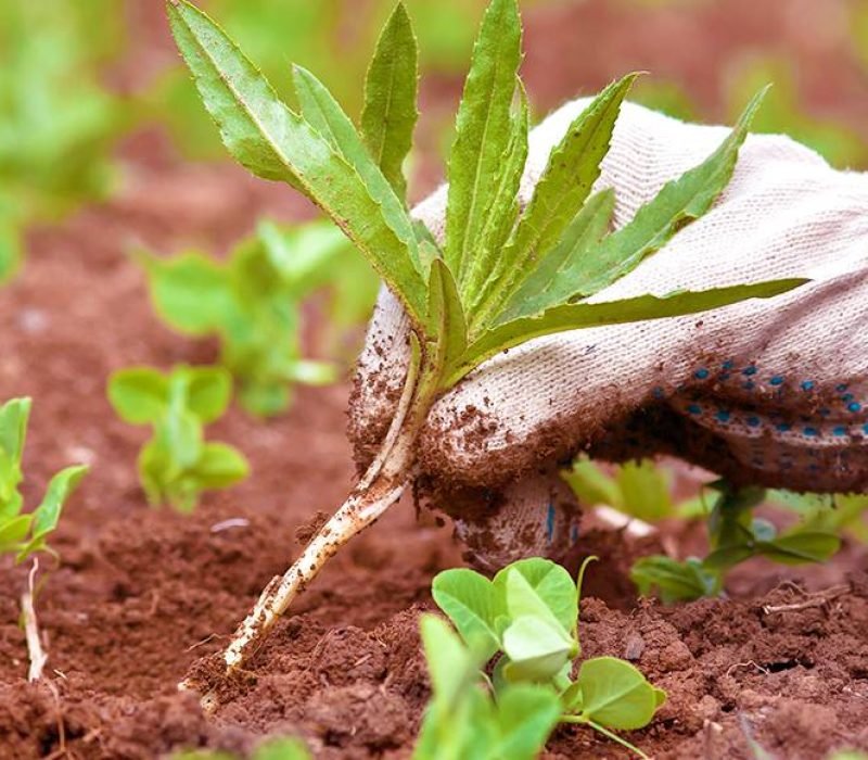 Santiago’s Landscaping Services Inc, Walkways California, Walkways CA, Walkways Paso Robles California, Walkways Paso Robles CA, Retaining Walls Paso Robles California, Retaining Walls Paso Robles CA, Patios Paso Robles California, Patios Paso Robles CA, Irrigation Paso Robles California, Irrigation Paso Robles CA, Sod Installation Paso Robles California, Sod Installation Paso Robles CA, Pavers Paso Robles California, Pavers Paso Robles CA, Stone Walls Paso Robles California, Stone Walls Paso Robles CA, Mulch Installation Paso Robles California, Mulch Installation Paso Robles CA, Planting Paso Robles California, Planting Paso Robles CA, Landscape Maintenance Paso Robles California, Landscape Maintenance Paso Robles CA, Clean Up Paso Robles California, Clean Up Paso Robles CA, Weed Control Paso Robles California, Weed Control Paso Robles CA, Walkways Templeton California, Walkways Templeton CA, Retaining Walls Templeton California, Retaining Walls Templeton CA, Patios Templeton California, Patios Templeton CA, Irrigation Templeton California, Irrigation Templeton CA, Sod Installation Templeton California, Sod Installation Templeton CA, Pavers Templeton California, Pavers Templeton CA, Stone Walls Templeton California, Stone Walls Templeton CA, Mulch Installation Templeton California, Mulch Installation Templeton CA, Planting Templeton California, Planting Templeton CA, Landscape Maintenance Templeton California, Landscape Maintenance Templeton CA, Clean Up Templeton California, Clean Up Templeton CA, Weed Control Templeton California, Weed Control Templeton CA, Walkways San Miguel California, Walkways San Miguel CA, Retaining Walls San Miguel California, Retaining Walls San Miguel CA, Patios San Miguel California, Patios San Miguel CA, Irrigation San Miguel California, Irrigation San Miguel CA, Sod Installation San Miguel California, Sod Installation San Miguel CA, Pavers San Miguel California, Pavers San Miguel CA, Stone Walls San Miguel California, Stone Walls San Miguel CA, Mulch Installation San Miguel California, Mulch Installation San Miguel CA, Planting San Miguel California, Planting San Miguel CA, Landscape Maintenance San Miguel California, Landscape Maintenance San Miguel CA, Clean Up San Miguel California, Clean Up San Miguel CA, Weed Control San Miguel California, Weed Control San Miguel CA, Walkways Atascadero California, Walkways Atascadero CA, Retaining Walls Atascadero California, Retaining Walls Atascadero CA, Patios Atascadero California, Patios Atascadero CA, Irrigation Atascadero California, Irrigation Atascadero CA, Sod Installation Atascadero California, Sod Installation Atascadero CA, Pavers Atascadero California, Pavers Atascadero CA, Stone Walls Atascadero California, Stone Walls Atascadero CA, Mulch Installation Atascadero California, Mulch Installation Atascadero CA, Planting Atascadero California, Planting Atascadero CA, Landscape Maintenance Atascadero California, Landscape Maintenance Atascadero CA, Clean Up Atascadero California, Clean Up Atascadero CA, Weed Control Atascadero California, Weed Control Atascadero CA, Walkways San Luis Obispo California, Walkways San Luis Obispo CA, Retaining Walls San Luis Obispo California, Retaining Walls San Luis Obispo CA, Patios San Luis Obispo California, Patios San Luis Obispo CA, Irrigation San Luis Obispo California, Irrigation San Luis Obispo CA, Sod Installation San Luis Obispo California, Sod Installation San Luis Obispo CA, Pavers San Luis Obispo California, Pavers San Luis Obispo CA, Stone Walls San Luis Obispo California, Stone Walls San Luis Obispo CA, Mulch Installation San Luis Obispo California, Mulch Installation San Luis Obispo CA, Planting San Luis Obispo California, Planting San Luis Obispo CA, Landscape Maintenance San Luis Obispo California, Landscape Maintenance San Luis Obispo CA, Clean Up San Luis Obispo California, Clean Up San Luis Obispo CA, Weed Control San Luis Obispo California, Weed Control San Luis Obispo CA,